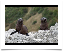 Sea lion pups on rocks at Kaikoura - Richard Nicholls